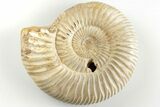 Polished Jurassic Ammonite (Perisphinctes) - Madagascar #203865-1